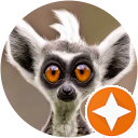 blackbullss DIN profile picture